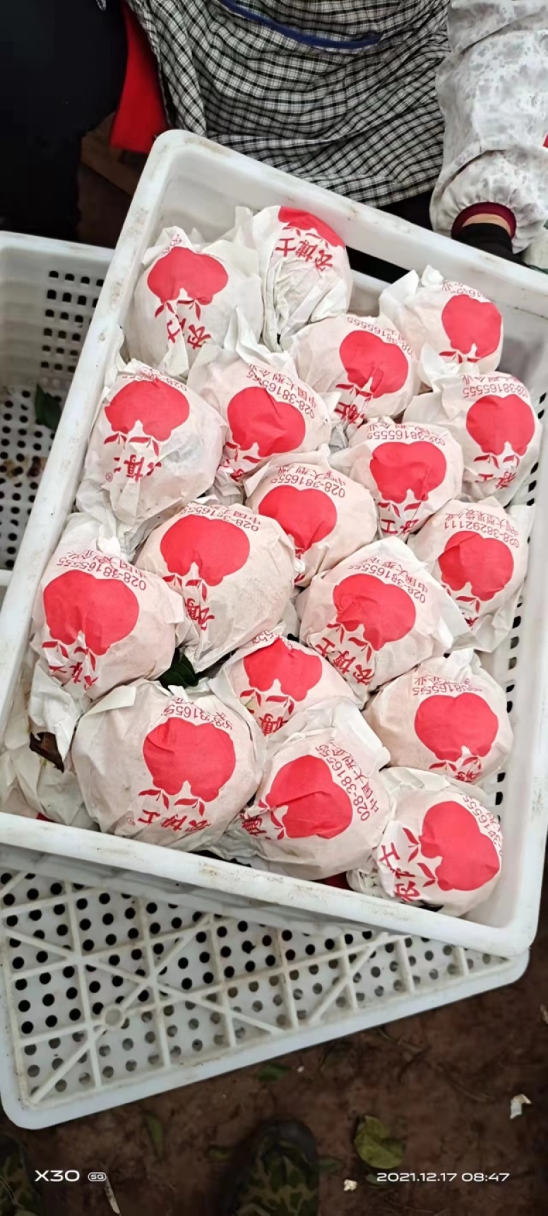 【大量上市】春见耙耙柑纯甜化渣汁多水份足新鲜供货欢迎来电