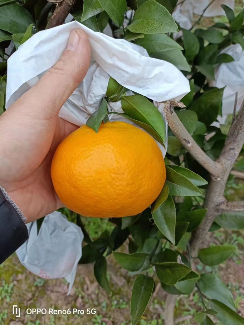 【大量上市】春见耙耙柑纯甜化渣汁多水份足新鲜供货欢迎来电