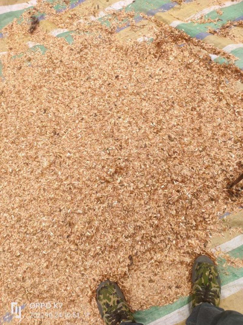 香椿种子，质量保证一手货源，种子饱满，发芽率高，电联下单