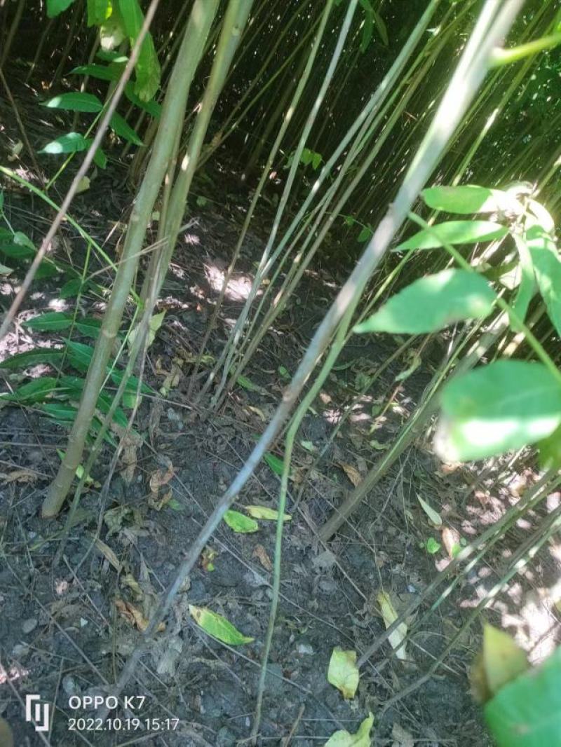 香椿苗，基地一手货源，质量好价格优，陕西发货，电联优惠