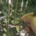 香椿苗，基地一手货源，质量好价格优，陕西发货，电联优惠