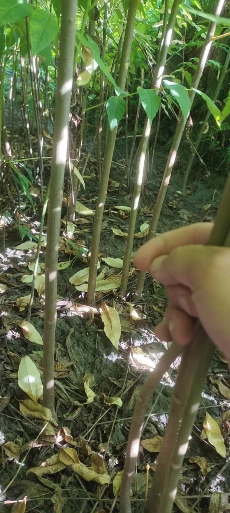 香椿苗，基地一手货源，质量好价格优，陕西发货，电联优惠
