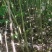 香椿苗，基地一手货源，质量好价格优，陕西发货，电联优惠