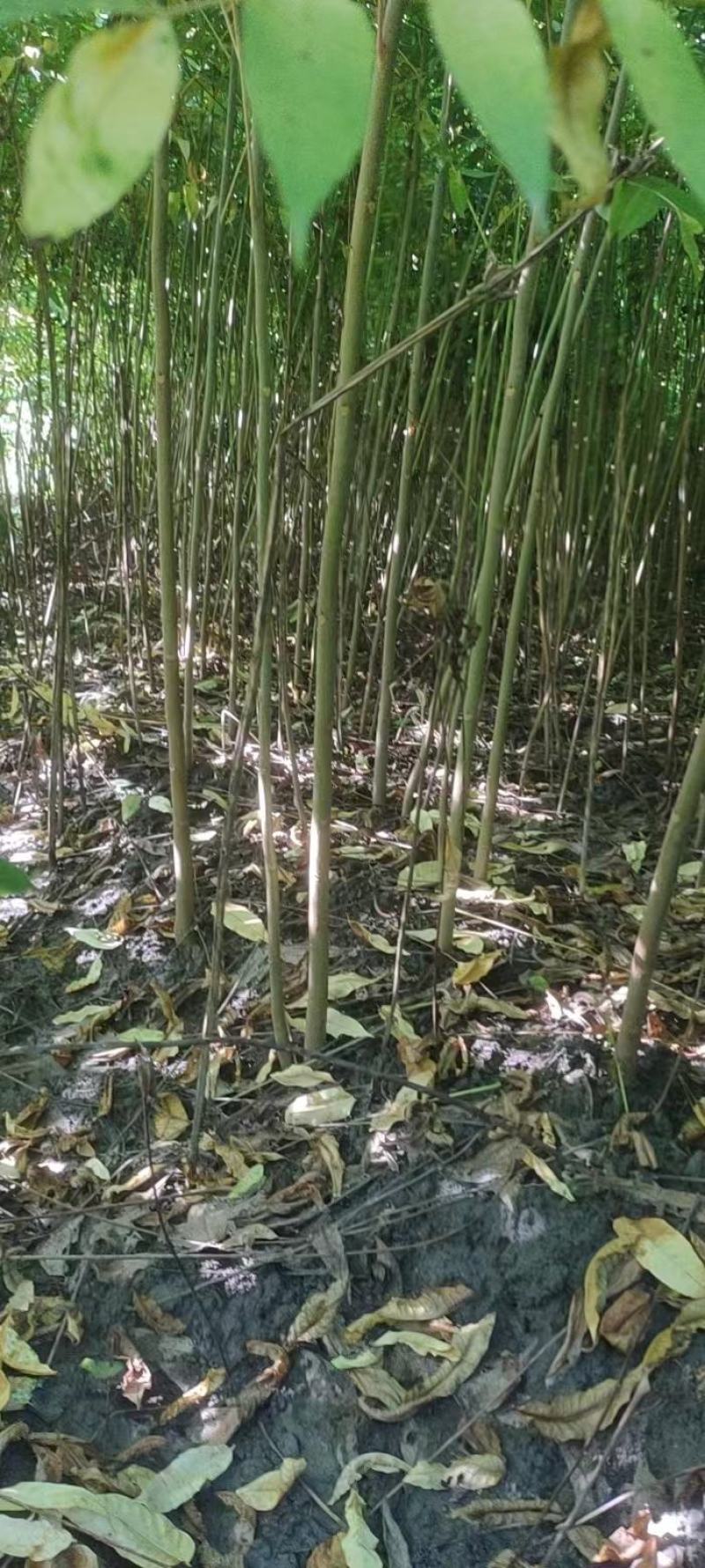香椿苗，基地一手货源，质量好价格优，陕西发货，电联优惠