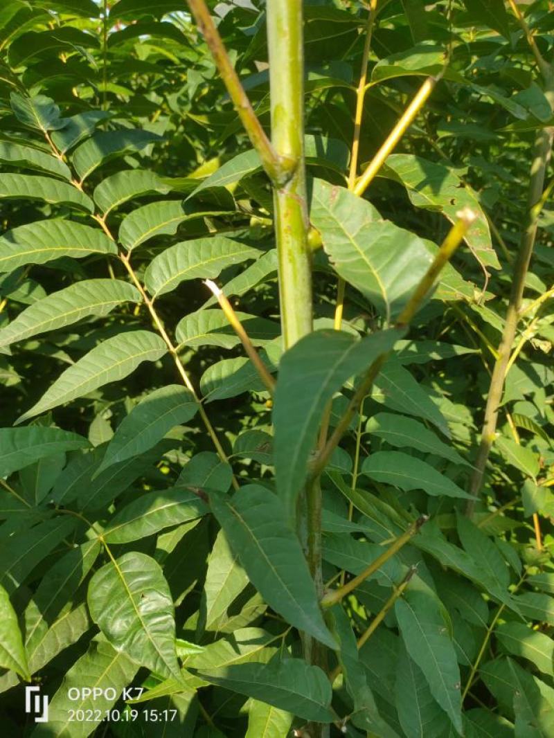 香椿苗，基地一手货源，质量好价格优，陕西发货，电联优惠