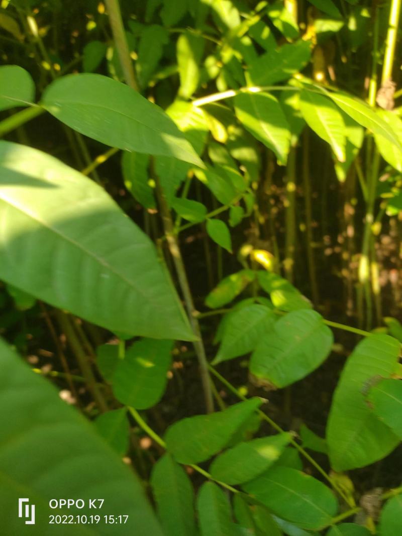 香椿苗，基地一手货源，质量好价格优，陕西发货，电联优惠