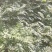 香椿苗，基地一手货源，质量好价格优，陕西发货，电联优惠