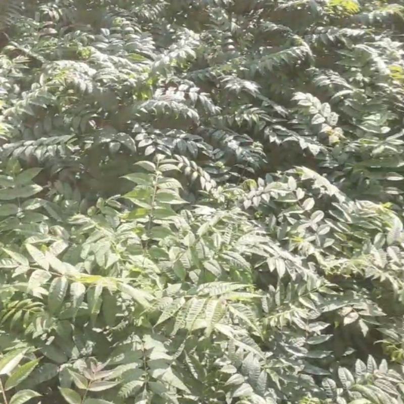 香椿苗，基地一手货源，质量好价格优，陕西发货，电联优惠