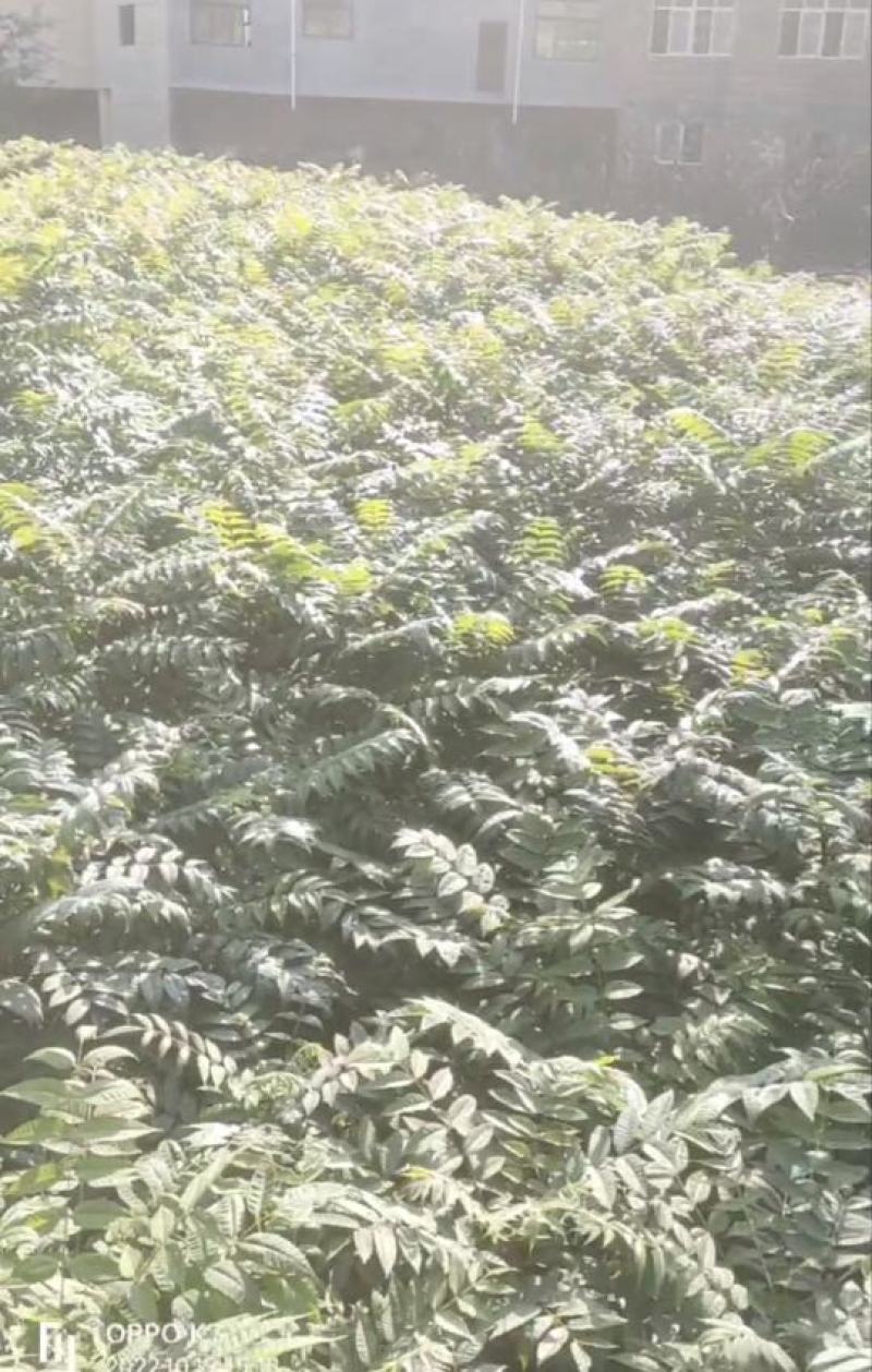 香椿苗，基地一手货源，质量好价格优，陕西发货，电联优惠