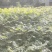 香椿苗，基地一手货源，质量好价格优，陕西发货，电联优惠