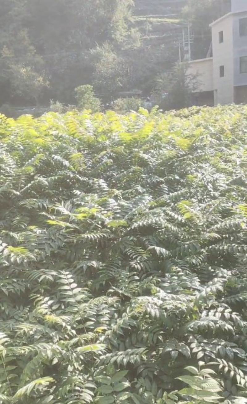 香椿苗，基地一手货源，质量好价格优，陕西发货，电联优惠