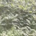 香椿苗，基地一手货源，质量好价格优，陕西发货，电联优惠