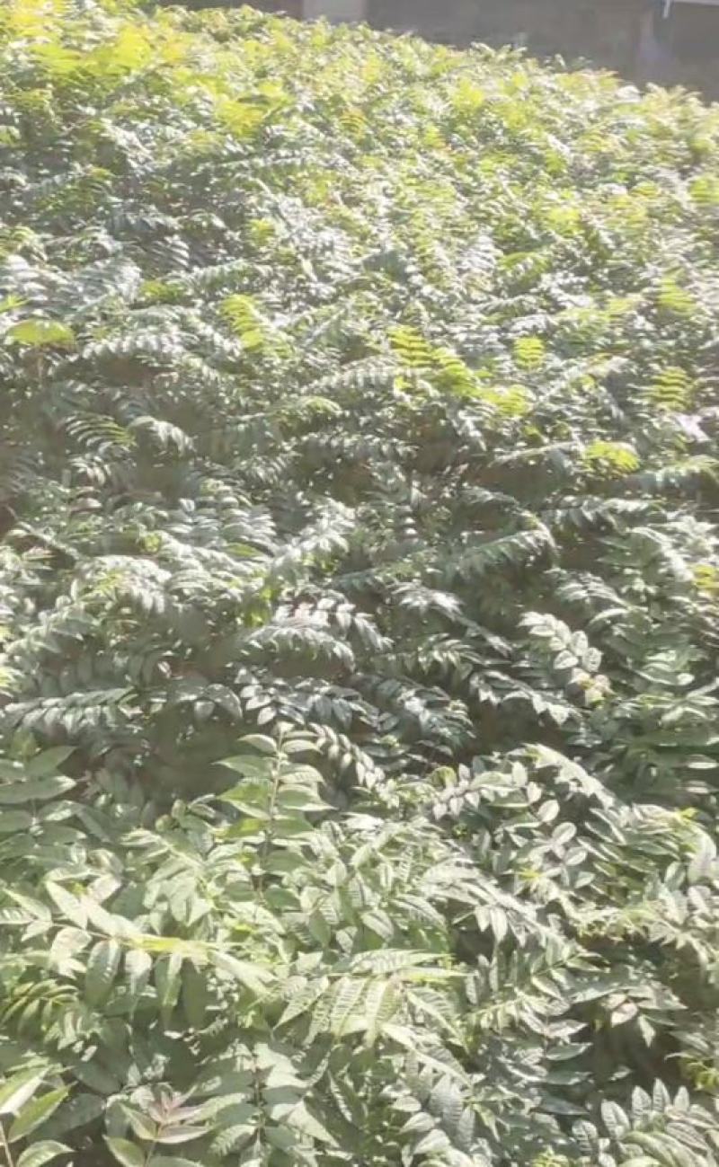 香椿苗，基地一手货源，质量好价格优，陕西发货，电联优惠