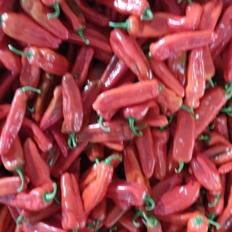 芜湖精品红辣椒大量上市，
