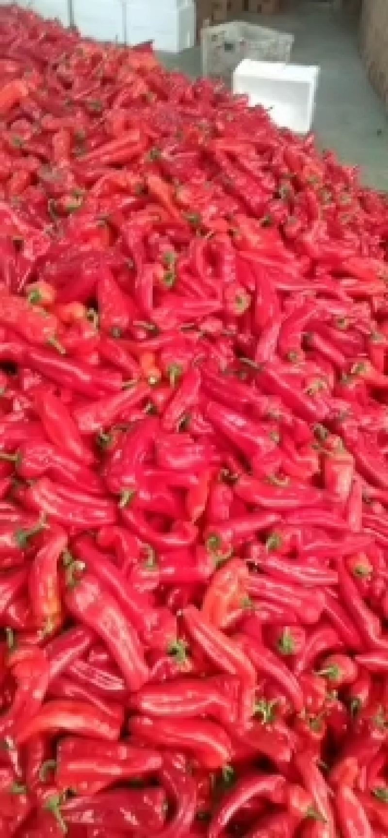 芜湖精品红辣椒大量上市，