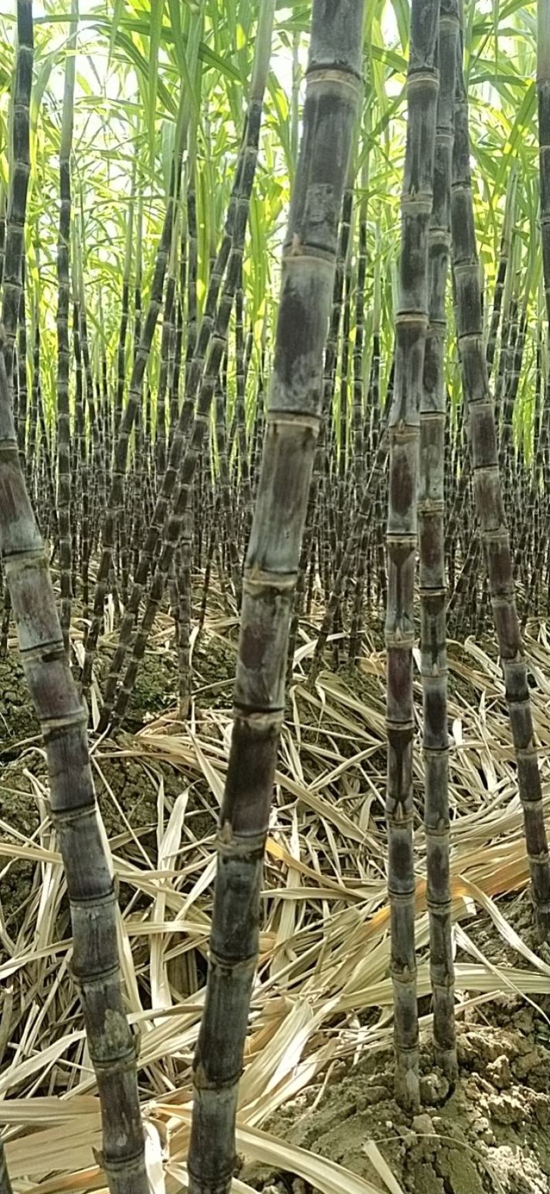 广西阳朔甘蔗，脆口，皮薄肉厚，甜过初恋，
