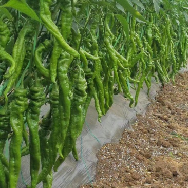 福建精品辣椒大量上市，圆椒，螺丝椒，黄皮，线椒，青皮