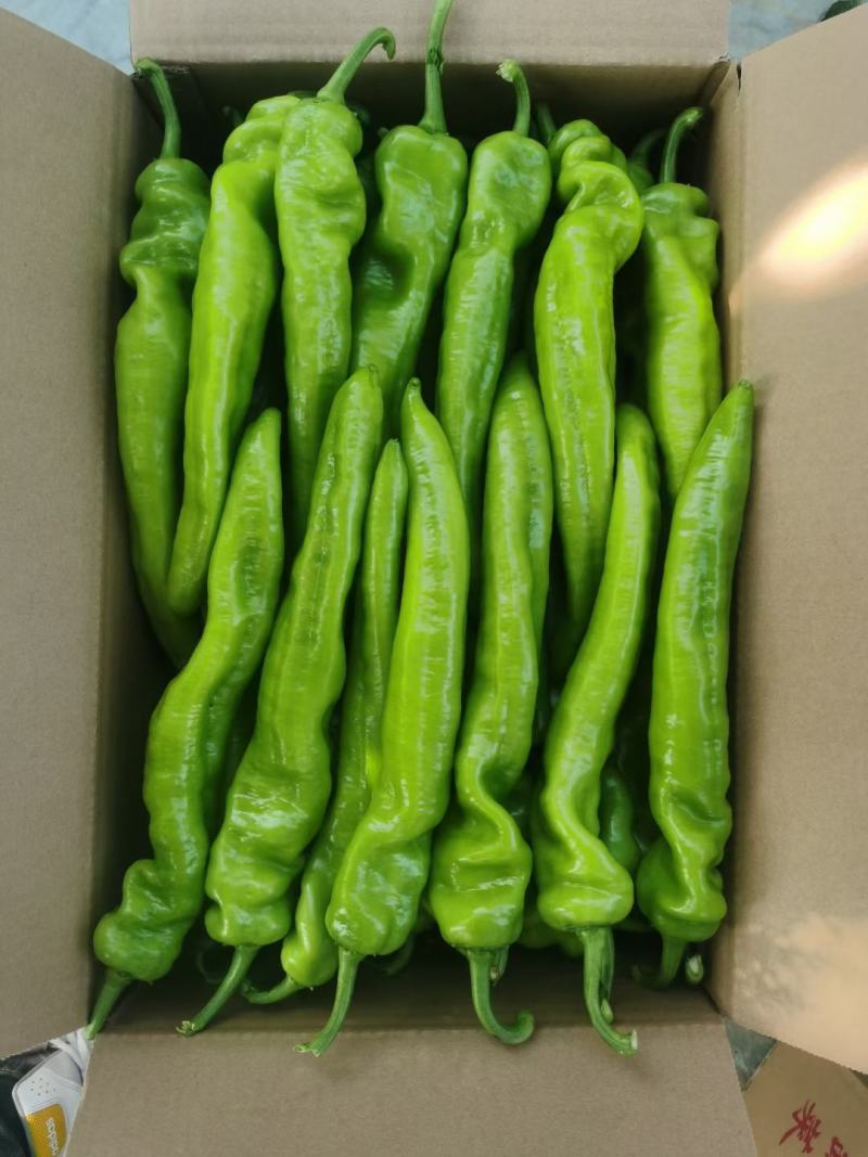 福建精品辣椒大量上市，圆椒，螺丝椒，黄皮，线椒，青皮
