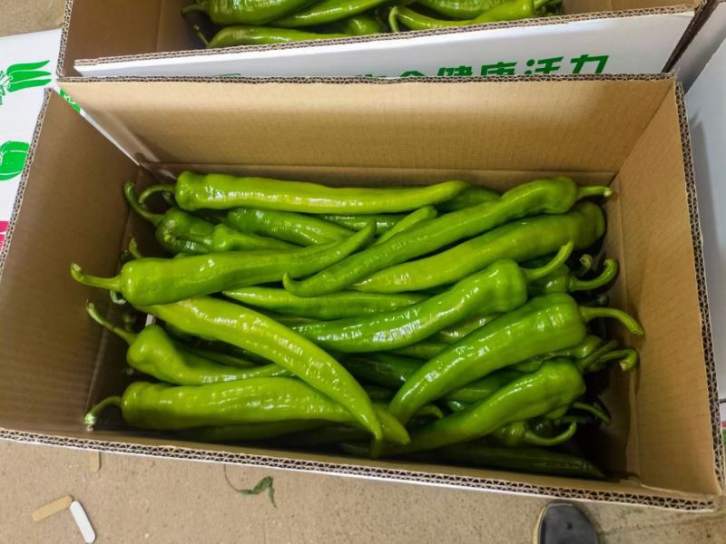 福建精品辣椒大量上市，圆椒，螺丝椒，黄皮，线椒，青皮