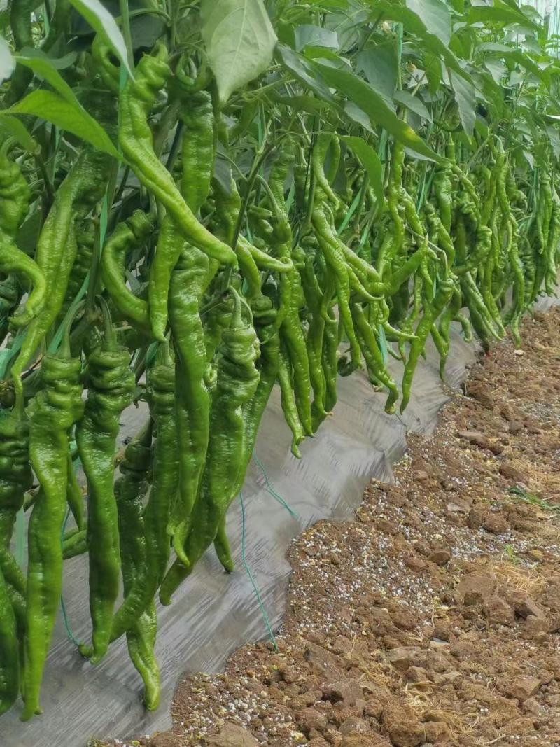 福建精品辣椒大量上市，圆椒，螺丝椒，黄皮，线椒，青皮