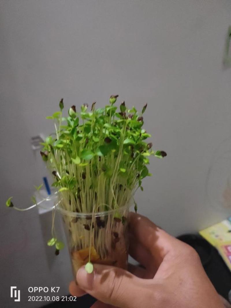 香椿种子，质量保证一手货源，种子饱满，发芽率高，电联下单