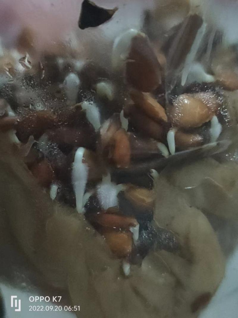 香椿种子，质量保证一手货源，种子饱满，发芽率高，电联下单