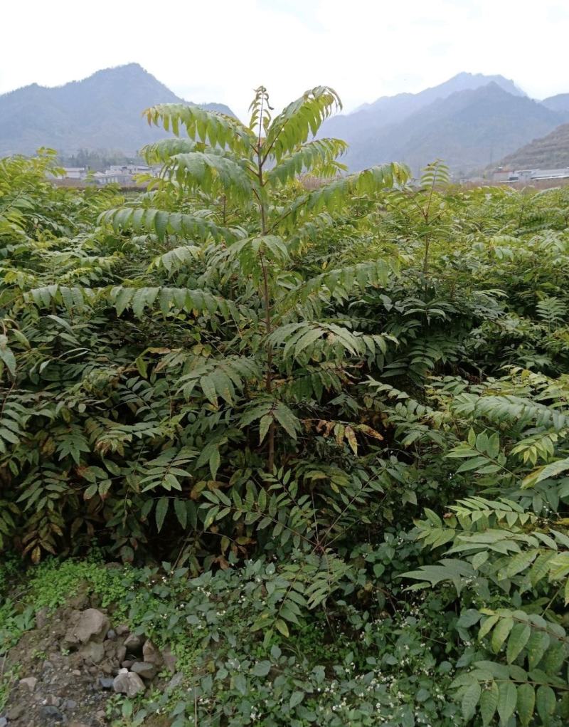 香椿苗，基地一手货源，质量好价格优，陕西发货，电联优惠