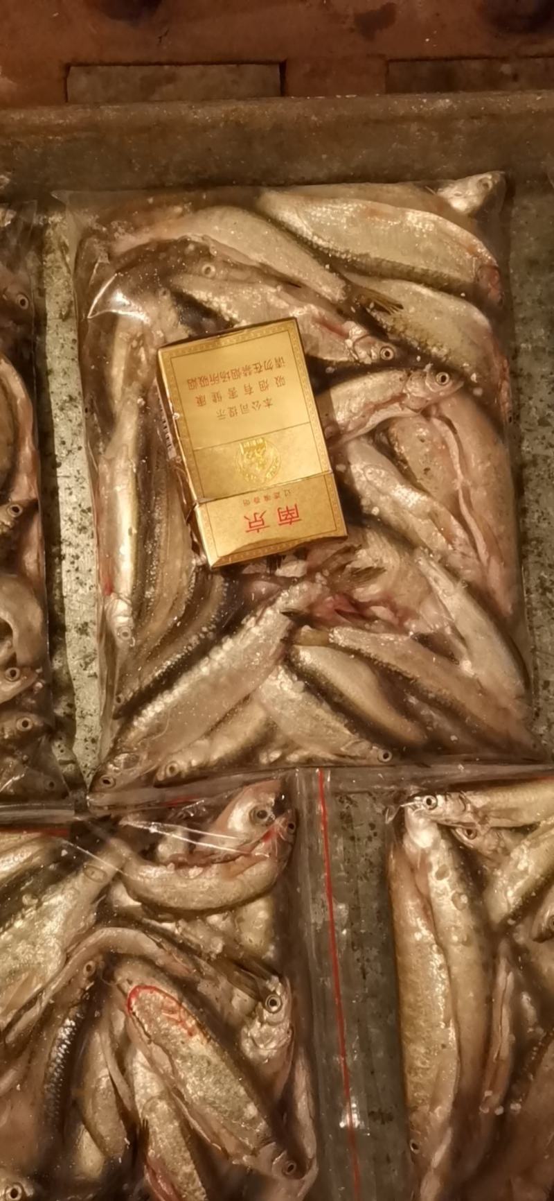 白条鱼开肚10-15公分，产地发货，质量保证，欢迎