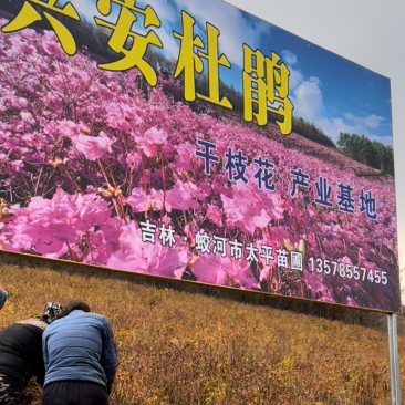 兴安杜鹃干枝（每把10枝）金达莱花