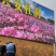 兴安杜鹃干枝（每把10枝）金达莱花