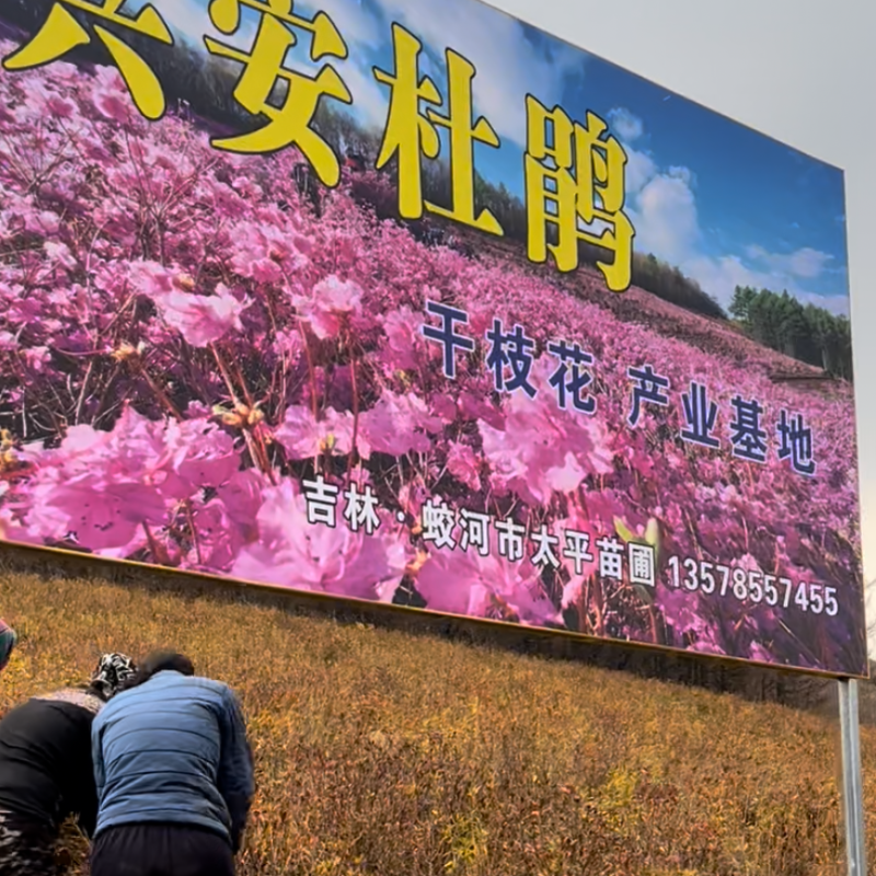 兴安杜鹃干枝（每把10枝）金达莱花
