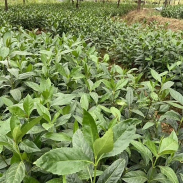 【精选】草珊瑚苗，量大从优，货源充足，价格优惠！欢迎咨询