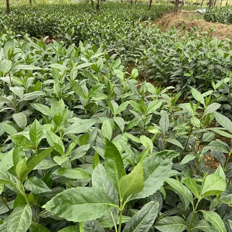 【精选】草珊瑚苗，量大从优，货源充足，价格优惠！欢迎咨询