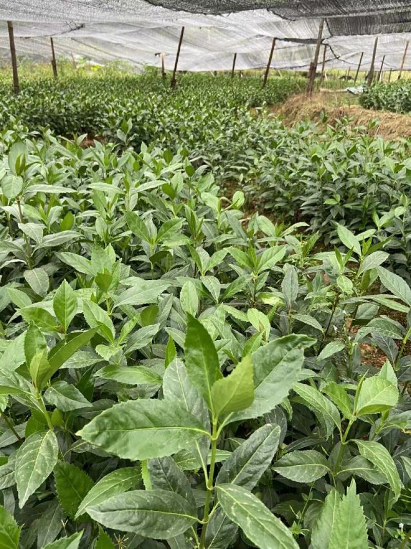 【精选】草珊瑚苗，量大从优，货源充足，价格优惠！欢迎咨询