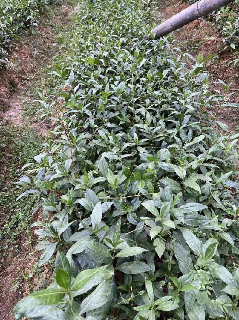 【精选】草珊瑚苗，量大从优，货源充足，价格优惠！欢迎咨询