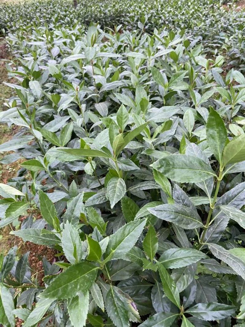 【精选】草珊瑚苗，量大从优，货源充足，价格优惠！欢迎咨询
