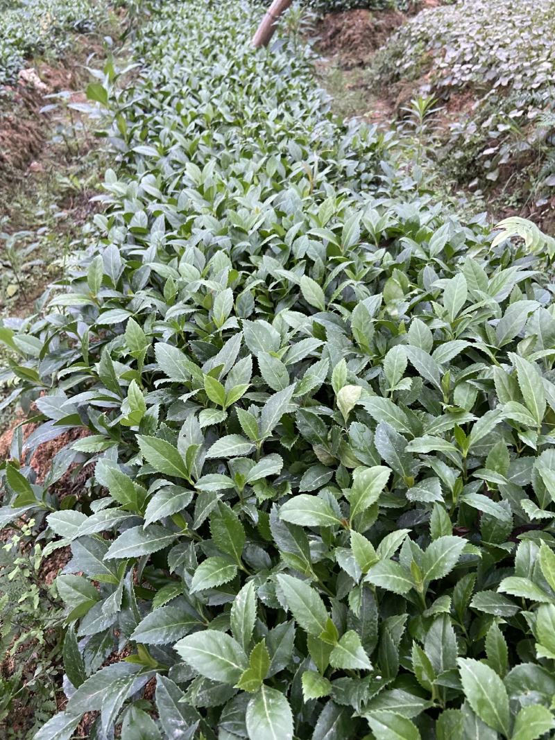 【精选】草珊瑚苗，量大从优，货源充足，价格优惠！欢迎咨询