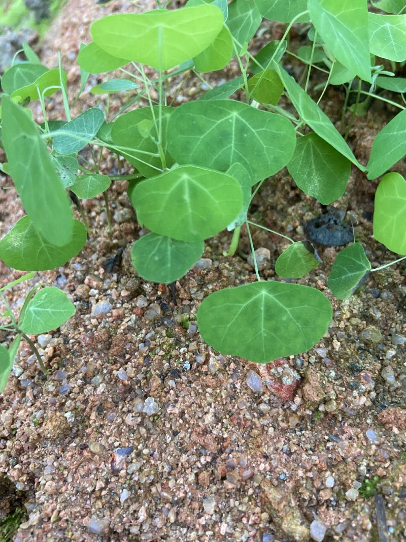 防己苗，产地直发，量大从优，货源充足，质量保证，诚信经营