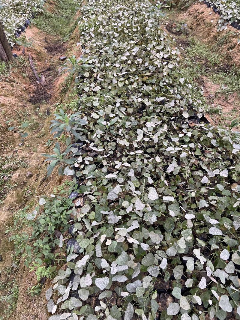 防己苗，产地直发，量大从优，货源充足，质量保证，诚信经营