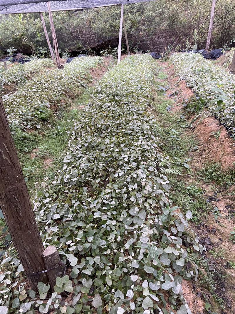 防己苗，产地直发，量大从优，货源充足，质量保证，诚信经营