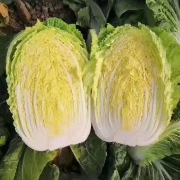 精品白菜，黄心，新三号都有货。良心代发。质量可靠