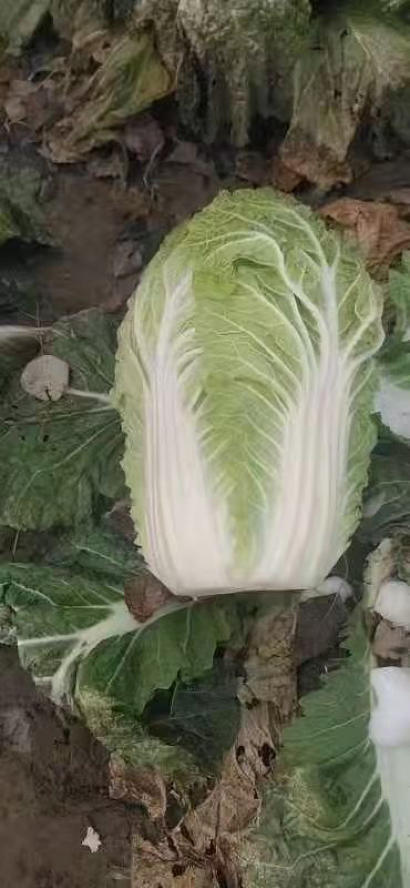 精品白菜，黄心，新三号都有货。良心代发。质量可靠