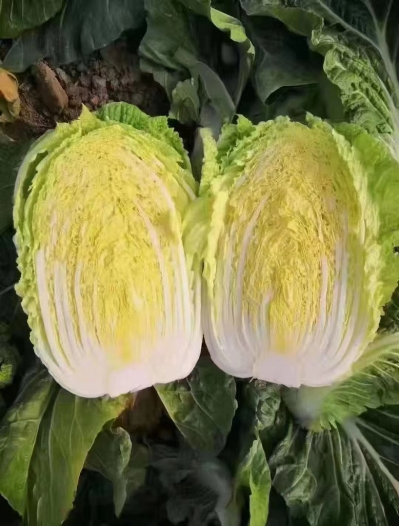 精品白菜，黄心，新三号都有货。良心代发。质量可靠