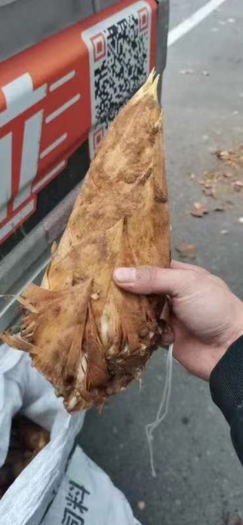 【大量供应】冬笋全国发货量大从优可视频看货