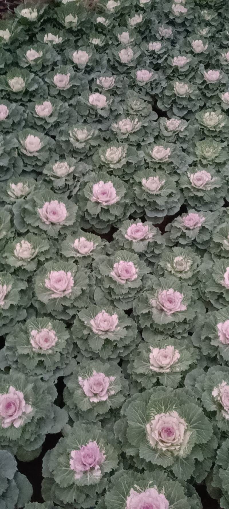 羽衣甘蓝