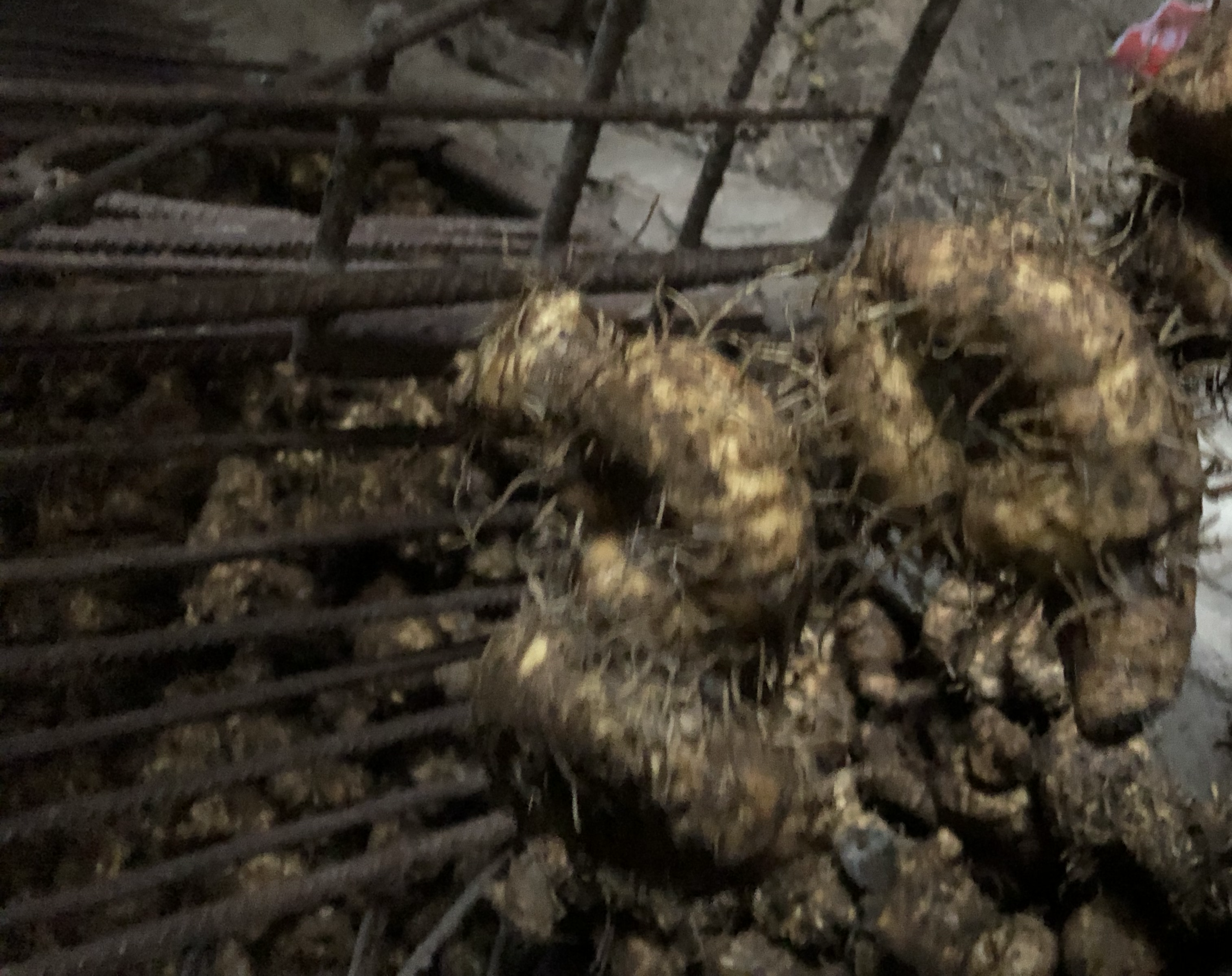 熟地黄与其他中药材搭配图