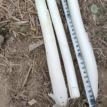 (诚信经营）硕鑫精品长白大葱大量上市产地发货