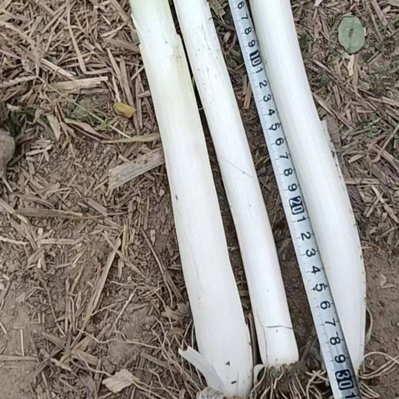 (诚信经营）硕鑫精品长白大葱大量上市产地发货