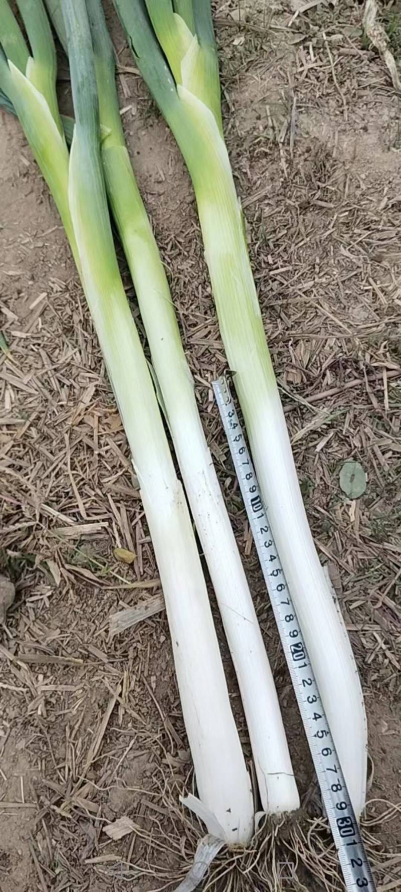 (诚信经营）硕鑫精品长白大葱大量上市产地发货