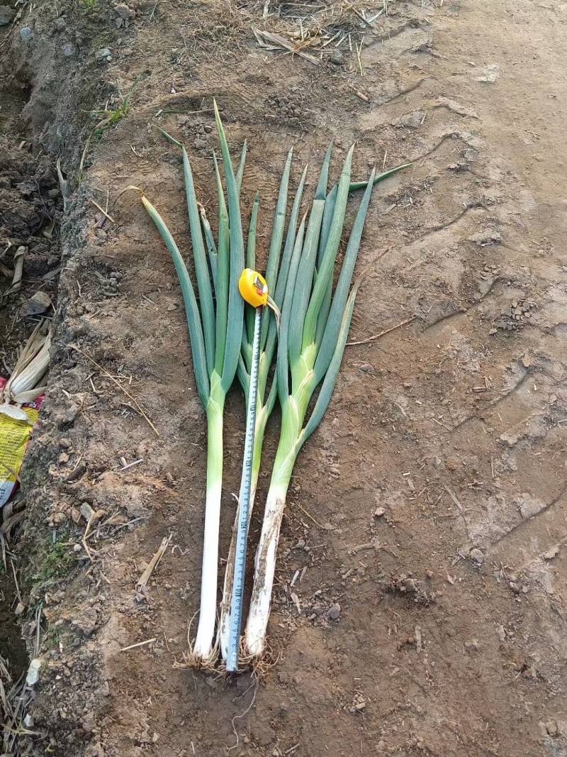 (诚信经营）硕鑫精品长白大葱大量上市产地发货
